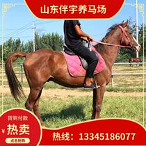 Live horses for sale Mongolian horses Live scenic riding horses Private horses Tall horses Children riding ponies