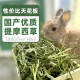 Timothy grass hay drying rabbit grass chinchilla guinea pig grass rabbit grain section rabbit feed rabbit edible grass