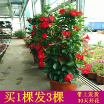 Thousands of miles of fragrant flowers thousands of miles of fragrant potted climbing vine plants double happiness vine fragrant vine sun-resistant and easy to raise climbing