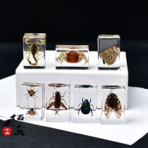 Natural Insect Specimens Pendulum Real Worms Spider Know Scorpion Kop Teaching Kids Collection Creative Gifts
