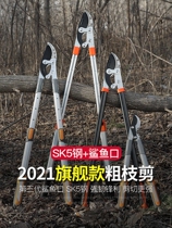 Peach Tree Orchard Cut Pear Tree Fruit Branches Cut Branches Cut Twigs Tree Fruit Tree Coarse God Instrumental Cut Twigs Special Scissors Lengthened