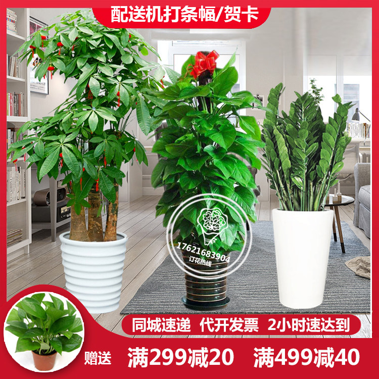 Huizhou fortune tree large green plant potted living room office opening housewarming plant bonsai gift city express