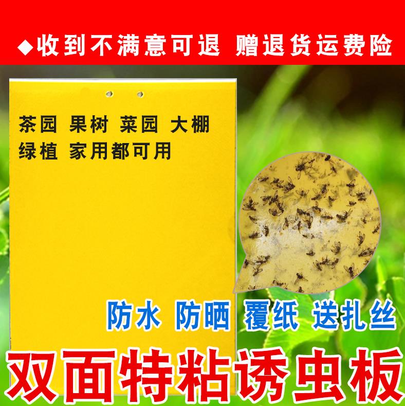 Aphid artichoke Sticky Insect plate Insect Paper Pink Ticks Fly the Fly Floridian Fly 20 Champs Melon Vegetable Land