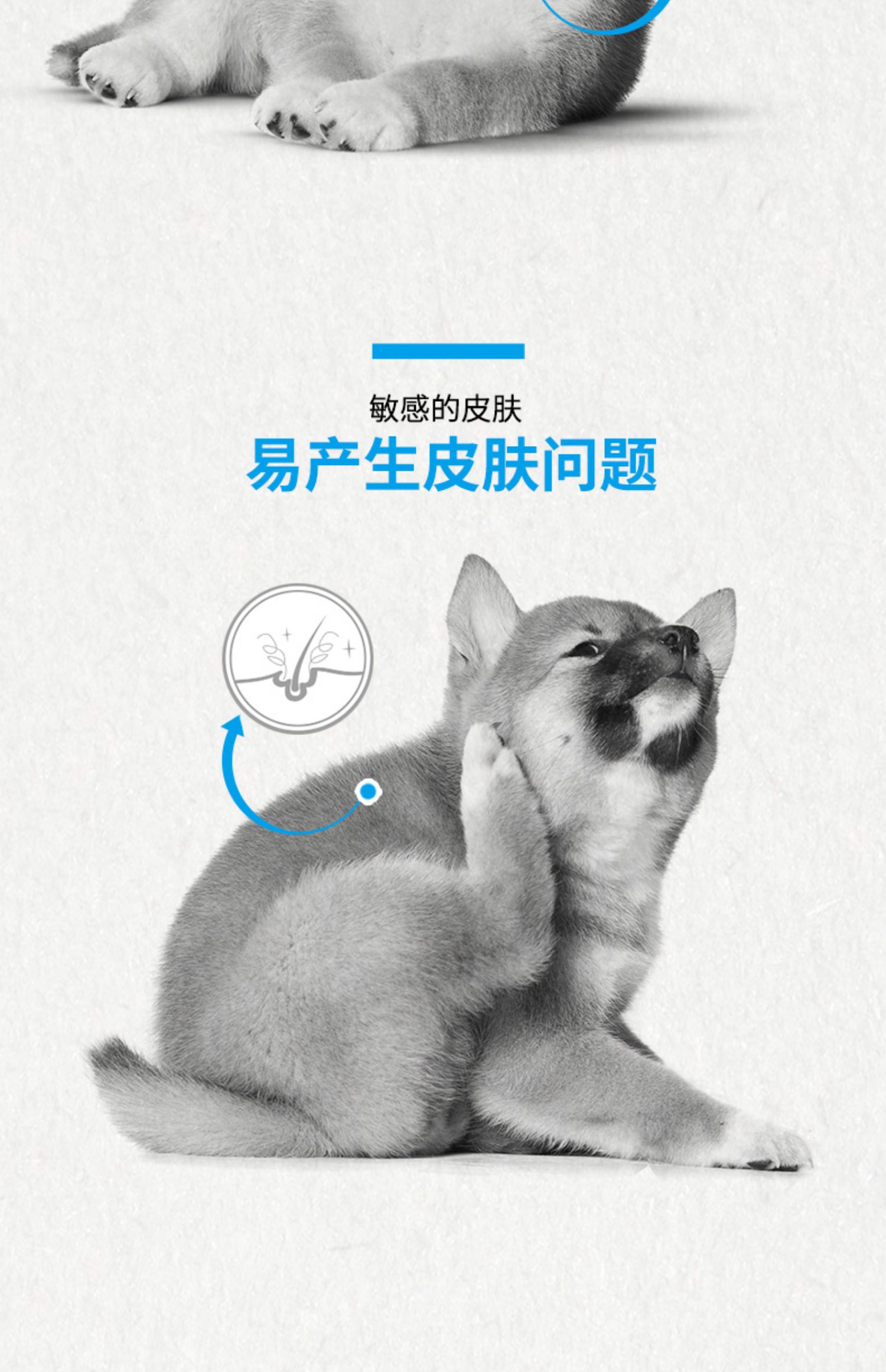 Thức ăn cho chó hoàng gia SIJ29 / 3kg Chó Shiba Inu thức ăn cho chó đặc biệt Chó trung bình Chó con chó Thức ăn cho chó Nhiều tỉnh - Chó Staples thức ăn chó ganador