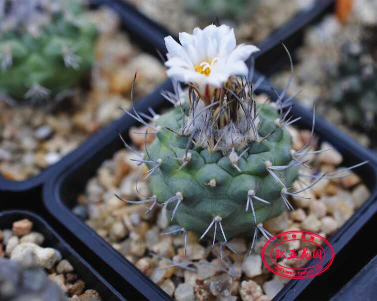菊水娇丽实生稀有仙人球自收种子小苗turbinicarpus Hoferi