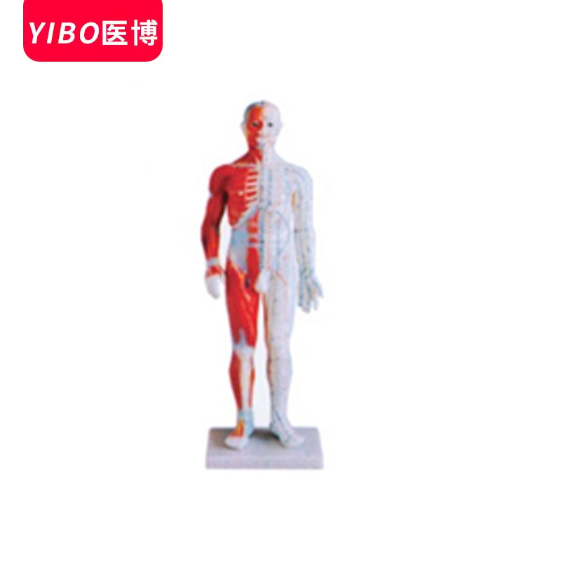 医博BIX-Y1005人体标准解剖针炙模型（高60cm）