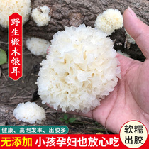 Wild Linden Wood Silver Ear Dry Goods Pregnant Woman No Sulphur New Cargo God Farm Rack White Agaric Glutinous Ear Snow Ear 250g Ugly Ears