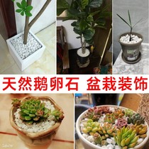 50 50 catty white stone cobblestone white rain florite multi-meat flower pot white stone multimeat potted pawn to create a view