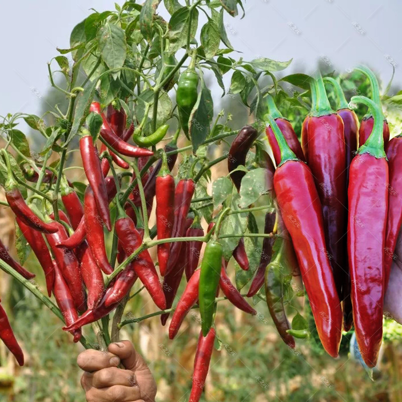 Red dried chili pepper seeds