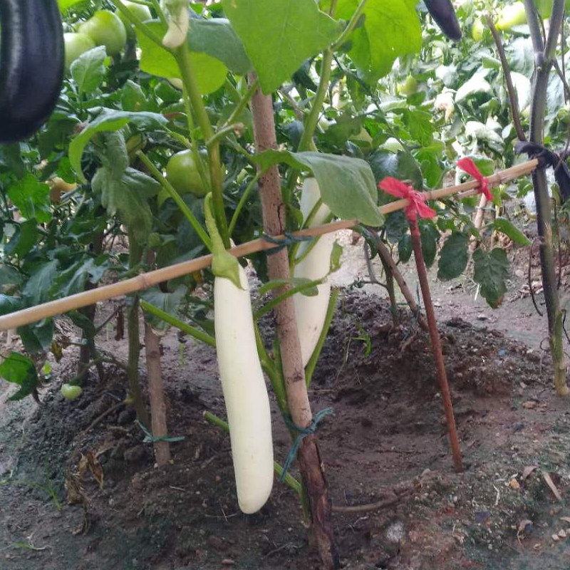 New Featured Vegetable Seeds Featured Green Pattern White Long Tomato White Dragon White Eggplant Seeds Spring Summer Seeding