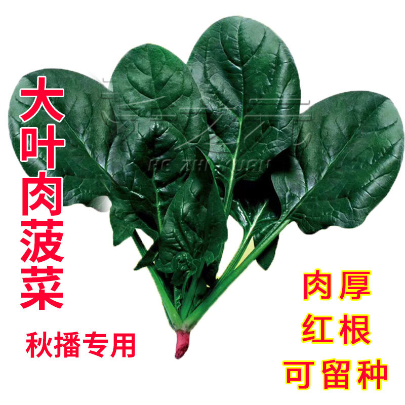 Summer king spinach seeds spinach seeds heat-resistant rapeseed seeds round leaf spinach seeds solitary four seasons summer, autumn and winter farmers Daquan