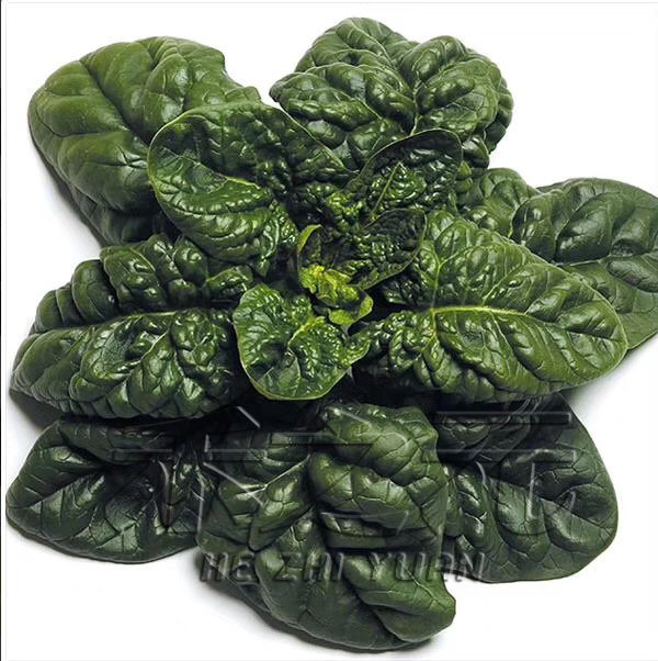 Spinach seeds are sown in autumn, high-yield, Japan, Denmark, resistant to downy mildew, leaves, thick, winter seeds, vegetables, and spring