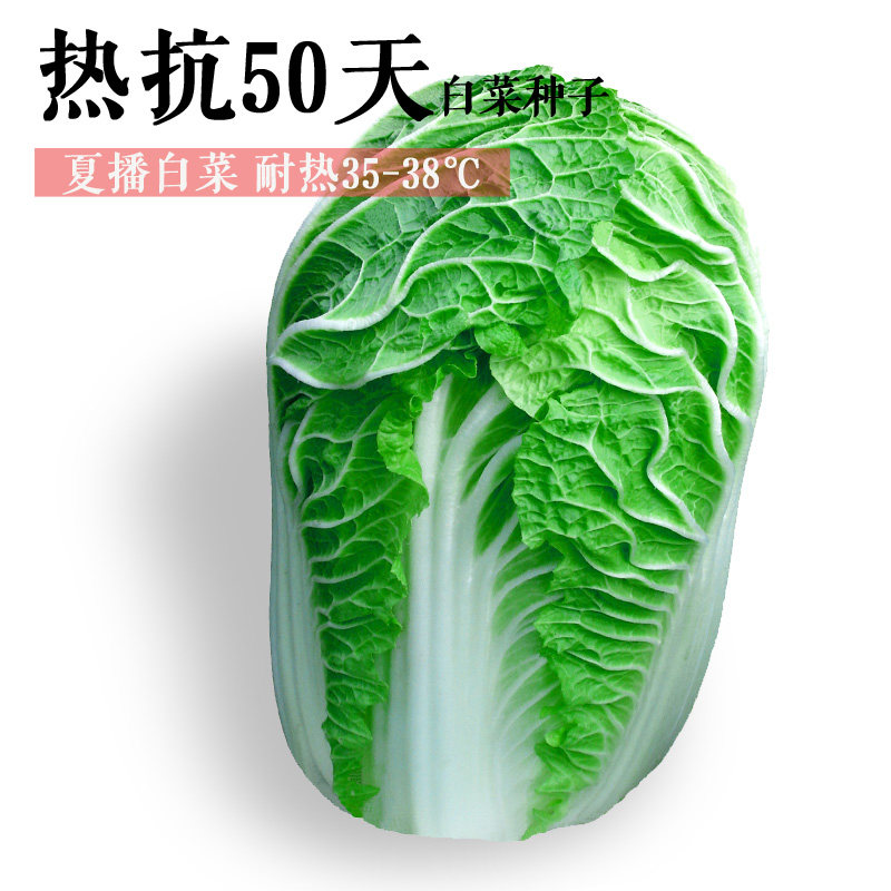 New summer heat-resistant cabbage seeds summer and autumn planting head cabbage farmland easy to grow vegetables