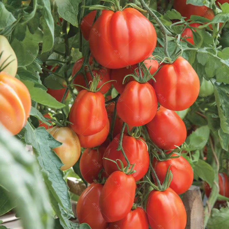 Camille succulent tomato seeds organic tomato fruit autumn and winter four seasons vegetable seeds melon fruit spring farmhouse