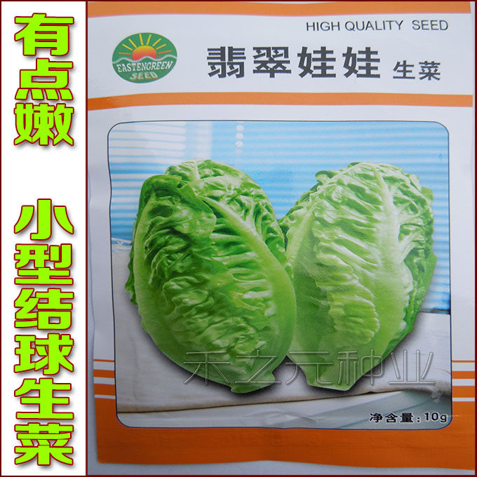 Emerald lettuce seeds headed lettuce upright lettuce vegetable seeds four seasons seeds spring potted balcony salad
