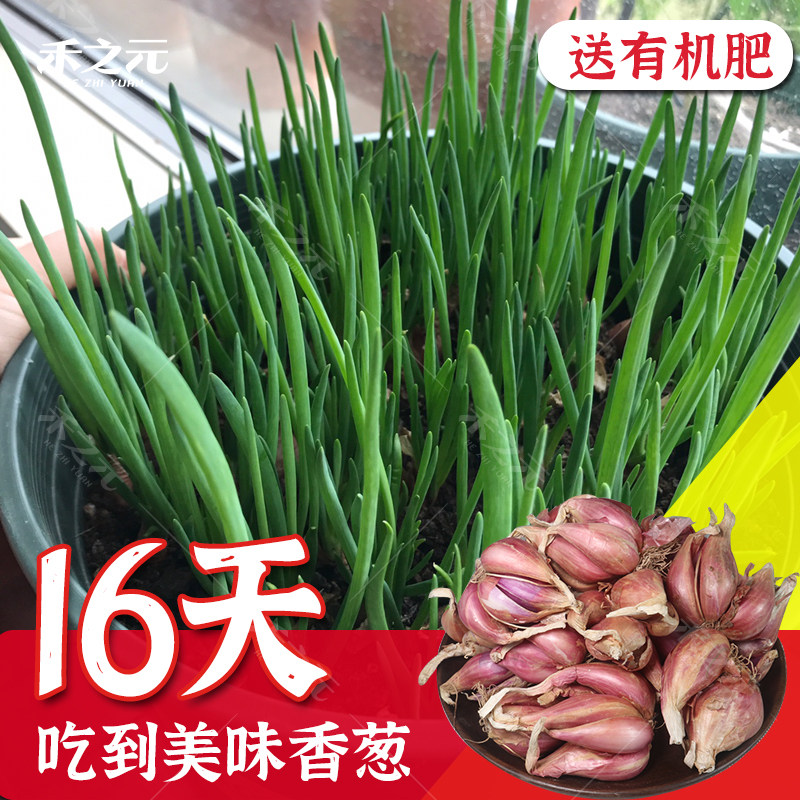 Season small shallot seed Miao small scallion seed autumn and winter potted scallion vegetable stock with scallion red scallion head