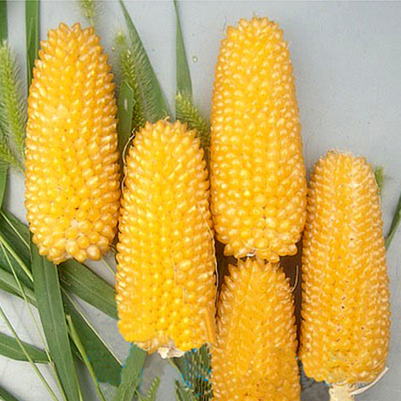 New Products High Yield Fruits Corn Seed Seeds Purple Fragrant Popcorn Strawberry Pineapple Pineapples Sweet White Glutinous