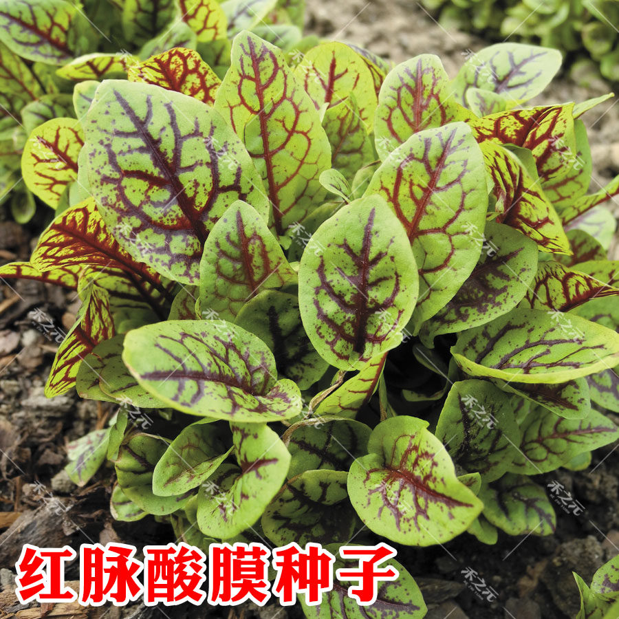 Red Pulse Acid Film Seed Potted Herb Seed Western Meal Spring Salad Vegetable Potted Indoor Balcony and Yuanqing
