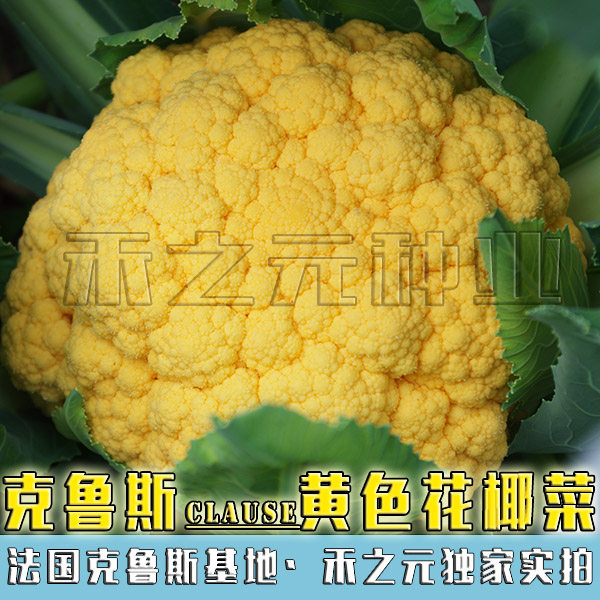 yellow cauliflower seeds yellow cauliflower seeds day cauliflower yellow cauliflower cauliflower CFB21 vegetable garden color
