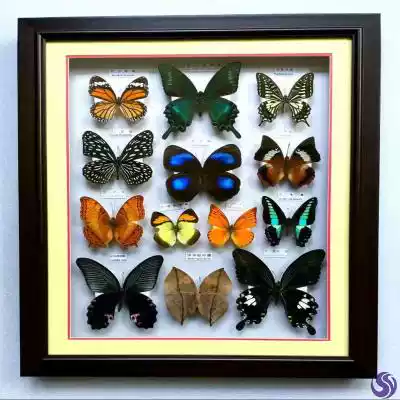 Animal butterfly specimen photo frame ornaments hanging wall three-dimensional decorative painting living room display box display frame specimen frame