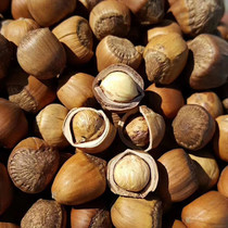 Daxinganling wild natural cooked hazelnuts in 2020 new nuts full of 35 yuan a catty