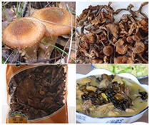 Hazelnut mushrooms Northeast dry specialty Daxinganling wild mushrooms Ding Xinhu rootless chicken stewed mushrooms 500g