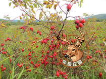 Rosehip New thorn Rosehip Daxinganling pure wild Rosehip Wild Rosehip 250g 1 piece