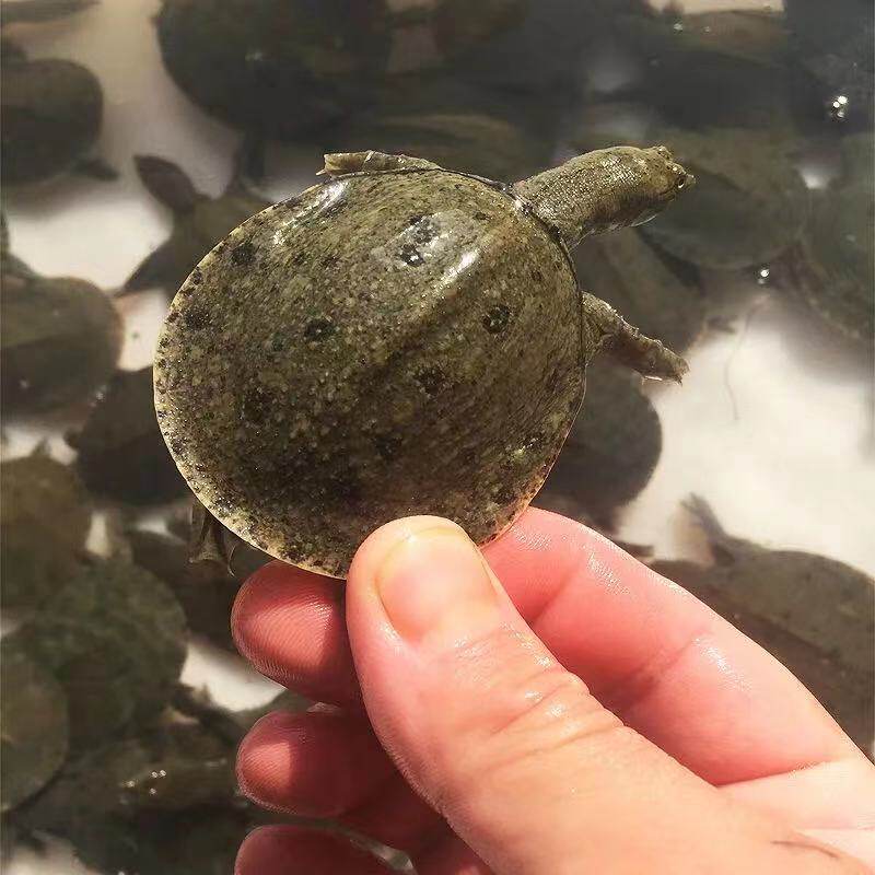 如何选择和养殖外塘乌鳖小甲鱼苗？