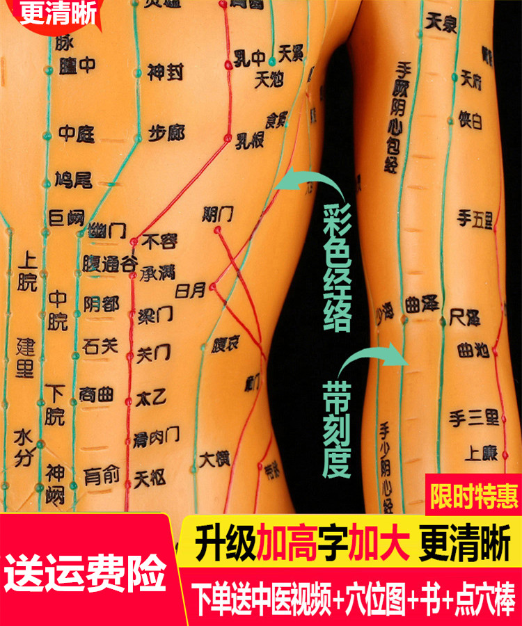  Customize the 4862cm lettering male and female human body model human meridian Traditional Chinese Medicine Acupuncture Acupoint Model Ultra New