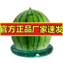 Pile Head Round Plastic Watermelon Ring Fruit Putting Base Mat Display Pile Head Watermelon Display Base Throw