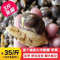 Dalian specialty fake Abalone Fresh Live Extra seafood aquatic shellfish mud snail abalone conch wife foot big abalone sconch live