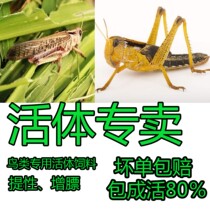  Grasshopper Live Zooxanthellae Grasshopper Live Zooxanthellae Grasshopper Bird Feeding Live Insects Grasshopper Live Insects Live Grasshopper Insects