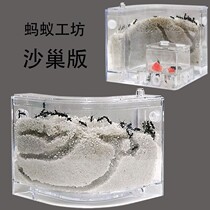  Ant pet live animal Large ant workshop Small ecological sand nest Ant farm Ant nest Castle farm