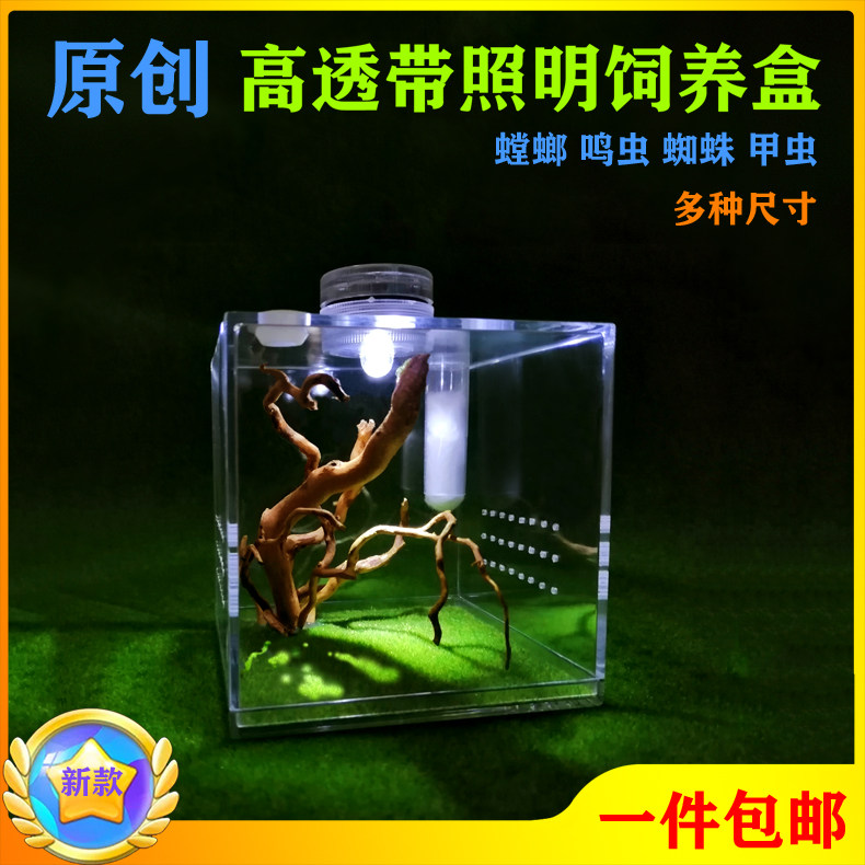 Acrylic belt lighting landscaping feeding box mantis songworm web spider jumping spider insect beetle micro landscape night lamp bamboo frog