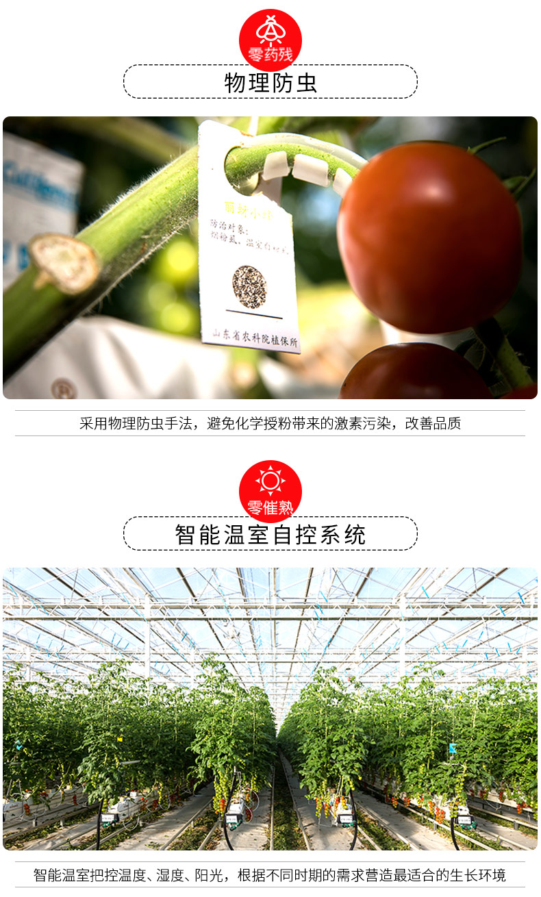 奥运会供应商 绿行者 桃太郎 沙瓤粉番茄 西红柿 5斤 无农药不催熟 图9