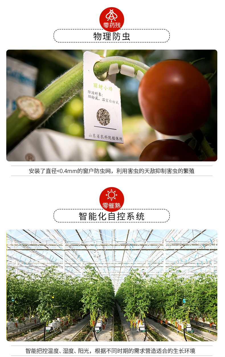 绿行者 桃太郎青粉番茄新鲜西红柿 5斤 聚划算双重优惠折后￥14.9包邮