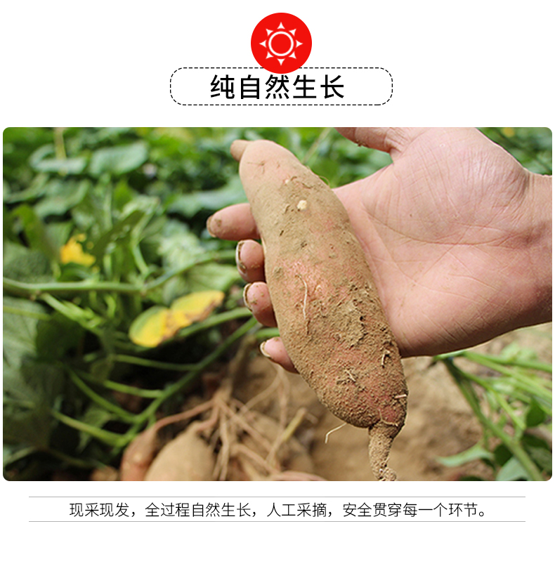 奥运会供应商 绿行者 烟薯25号 红心蜜薯 5斤 图14