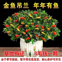 (Four seasons flowering)goldfish chlorophyll potted plant potted plant flowers indoor balcony formaldehyde-absorbing good maintenance