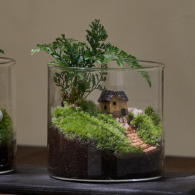 Moss Miniature Landscape Creativity Indoor Tabletop Eco Green Plant Potted Bonsai Lazy People Good For Vegetal Fun Fresh-Taobao