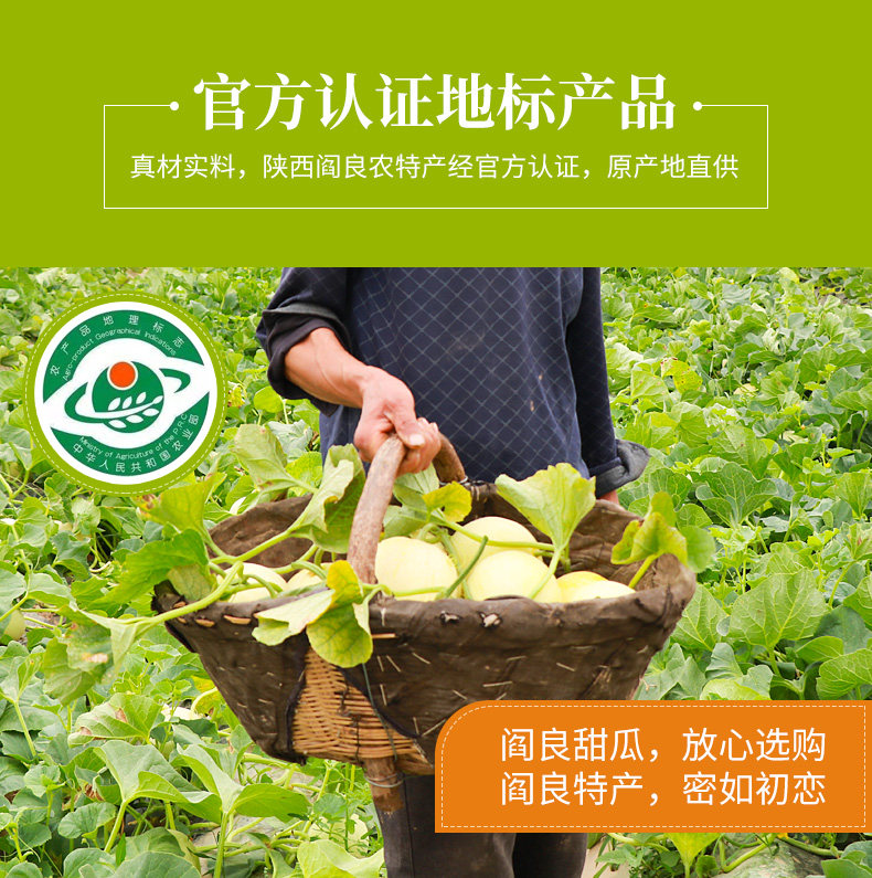 地理标志产品 陕西阎良甜瓜 5斤 约4-6个 一箱一码可追溯 图5