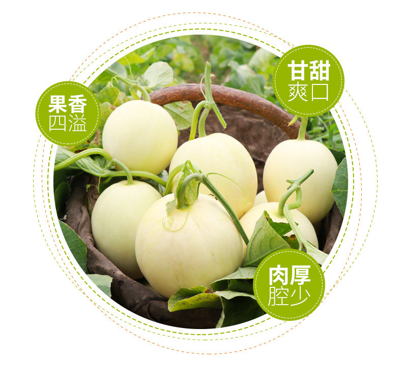地理标志产品 陕西阎良甜瓜 5斤 约4-6个 一箱一码可追溯 图4