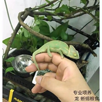 High Canopy Chameleon Pet Young grimpant Favourite Food Basin Lizard starter Exotic China Water Dragon Green Hyenas Lizard Lizard