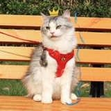 Название мяу -колокольчика