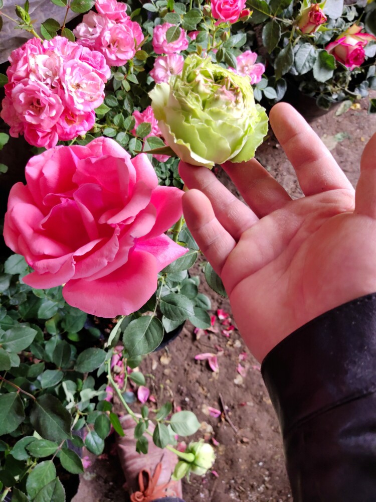 百花园花卉园林