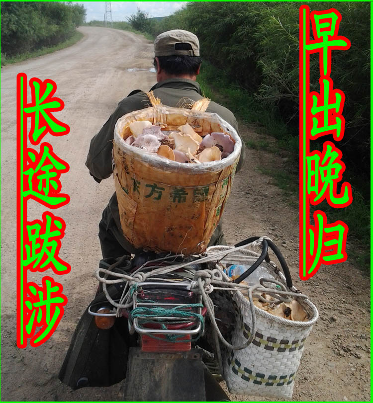 内蒙古特产 呼伦贝尔大草原产紫花脸蘑菇 野生