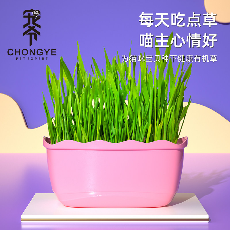 Cat Grass Seeds Hydroponic Catnip Depilled Hairy Cat Snacks Cat Grass Seed Planting Set Cat Snacks