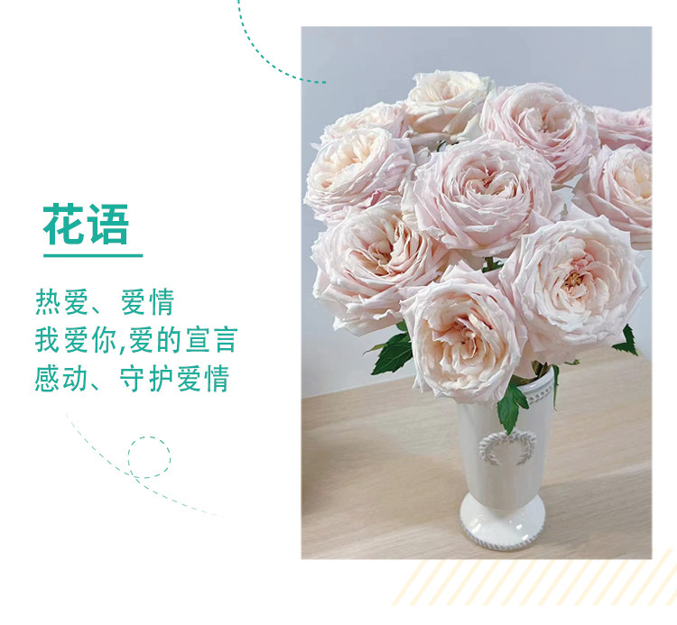 Цветы 梦金鹏幻紫玫瑰鲜花小粉兔肯辛顿公园单头鲜切花室内水养新鲜插花