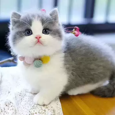 藍白貓活體英短藍白貓咪活體藍白貓寵物幼崽寵物活物出售送衣服