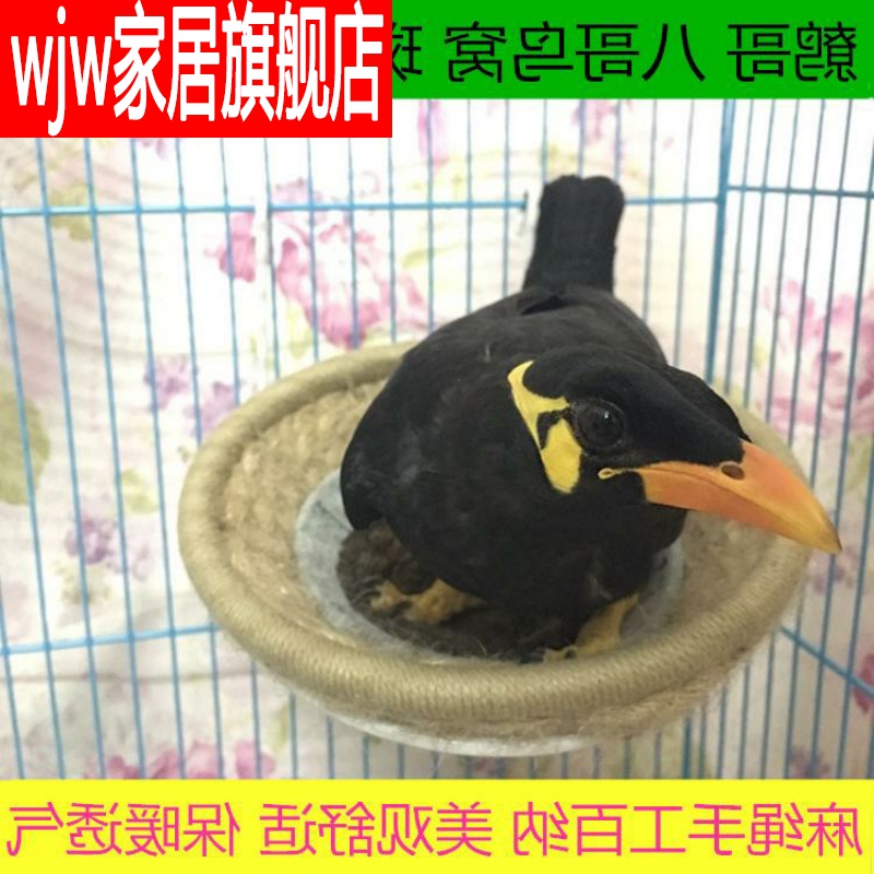 Bird's nest Bird's nest Starling Bird's nest Bird's nest Wren Bird's nest Bird's nest Turtledove Bird's nest Wax-billed bird's nest Pigeon's nest