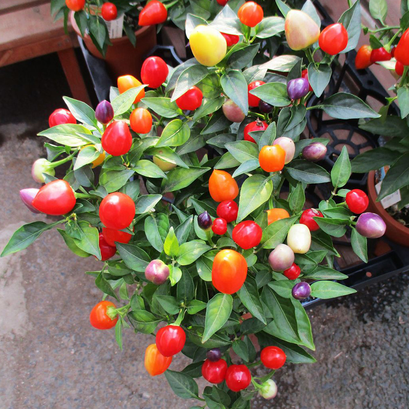 Chilli tree saplings edible for many years 5 colorful peppers with fruit balcony towards the sky peppers Six colorful chili potted flowers